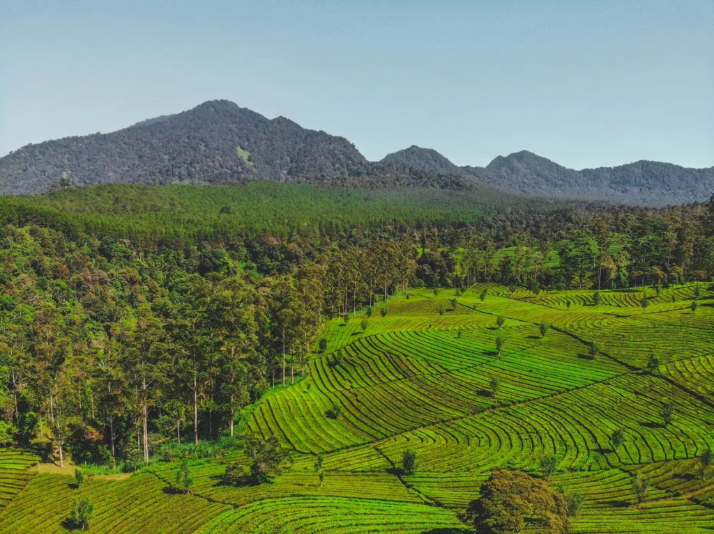 Pertanian Tradisional Sukawana