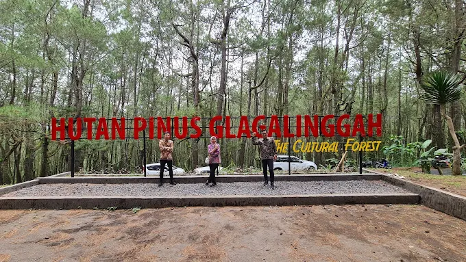 Hutan Pinus